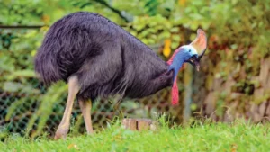 مش هتصدق اللي هتشوفه.. أضخم طائر يزن 600 كيلوغرام طوله 3 أمتار